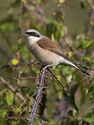 Red-backed Shrike