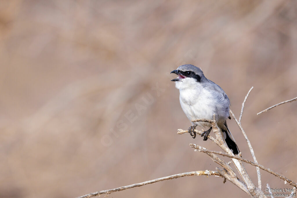 Great Grey Shrikeadult