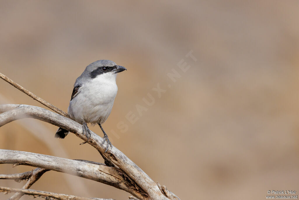 Great Grey Shrike