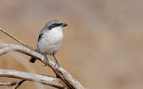 Great Grey Shrike