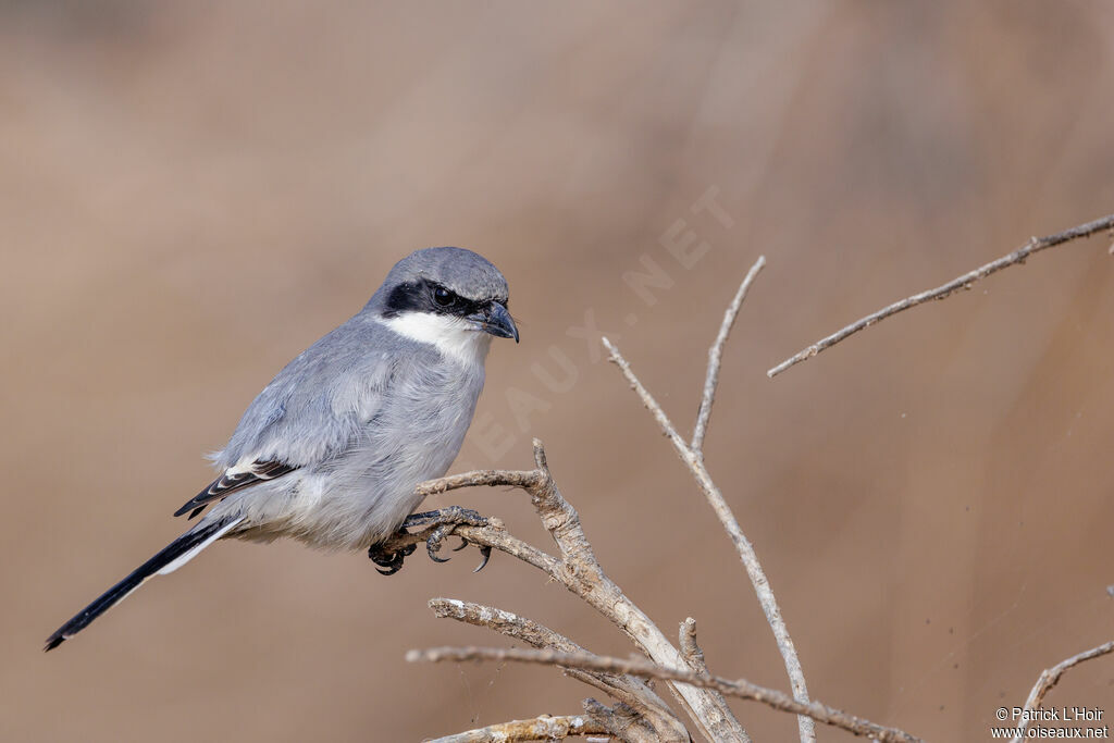 Great Grey Shrike