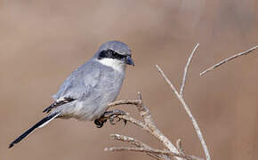 Great Grey Shrike