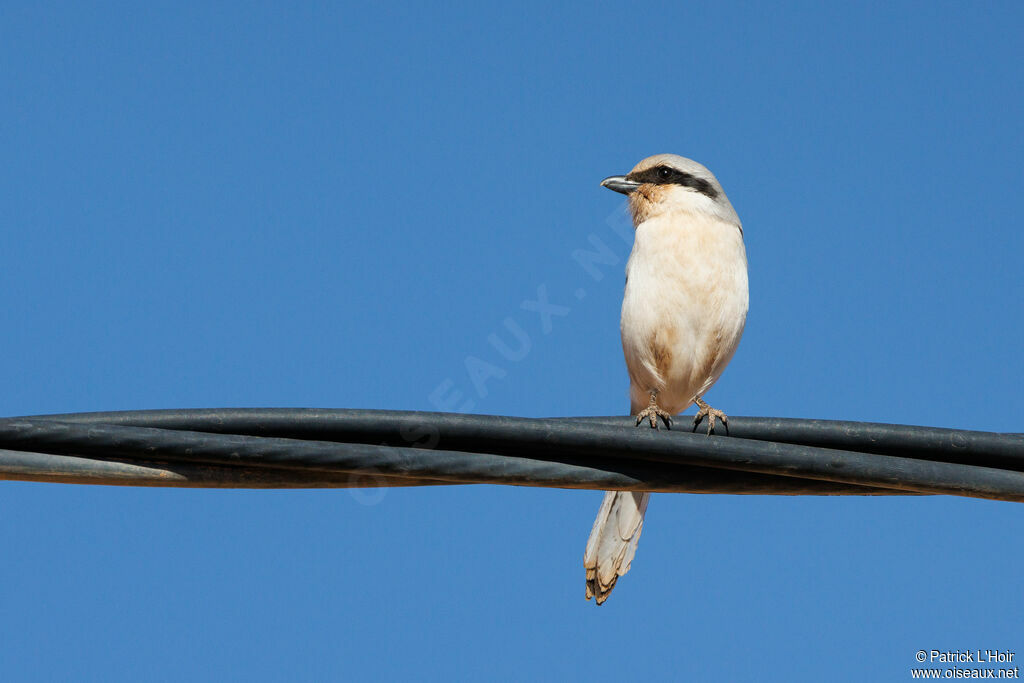 Great Grey Shrike