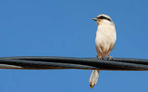 Great Grey Shrike