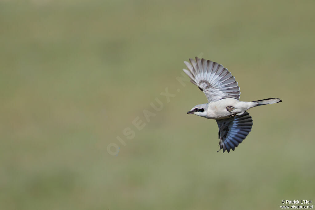 Great Grey Shrike