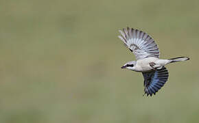 Great Grey Shrike