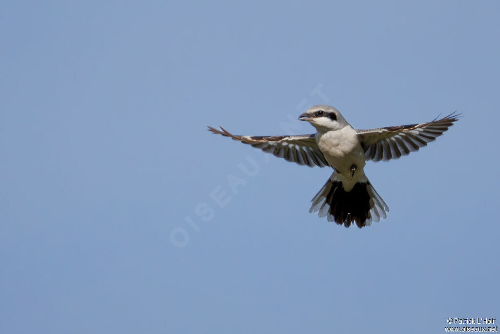 Great Grey Shrike