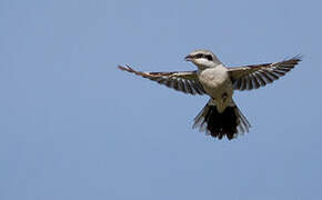 Great Grey Shrike