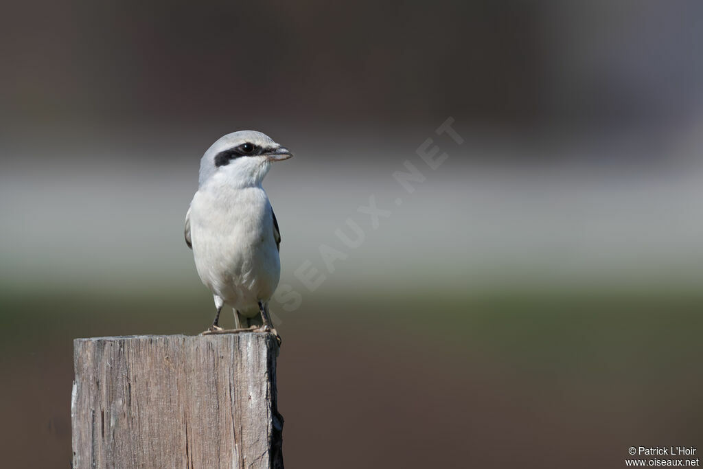 Great Grey Shrike