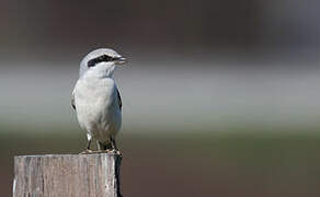 Great Grey Shrike