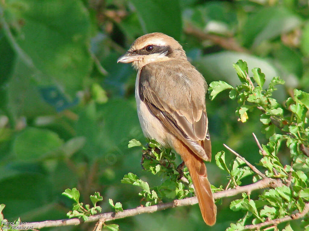 Isabelline Shrike