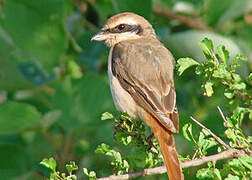 Isabelline Shrike