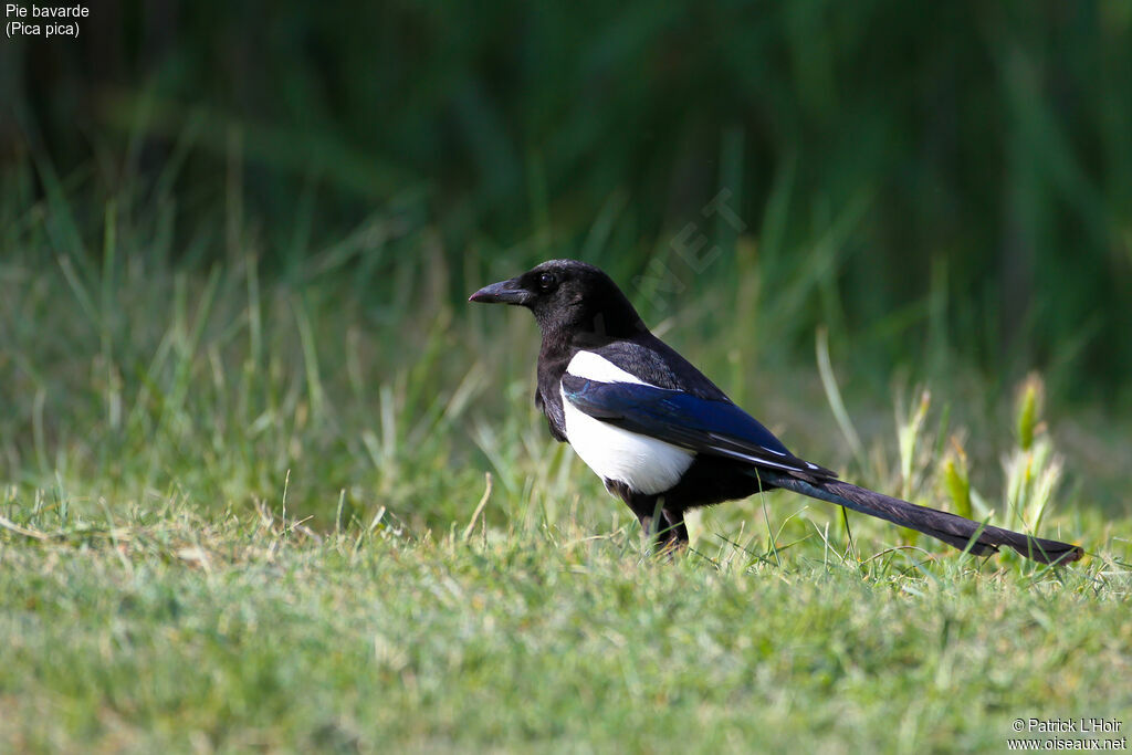 Eurasian Magpie