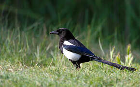 Eurasian Magpie