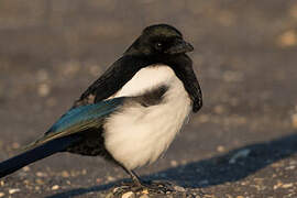 Eurasian Magpie