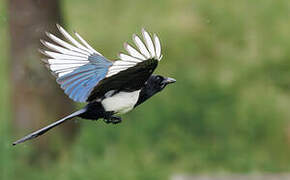 Eurasian Magpie