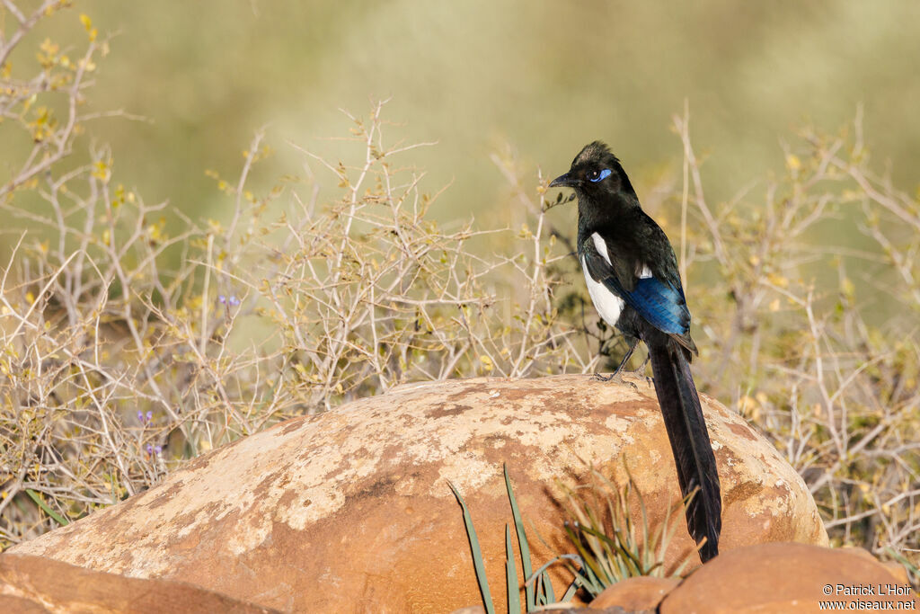 Maghreb Magpie