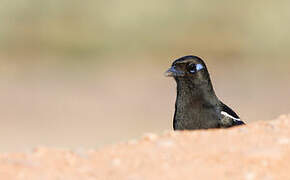 Maghreb Magpie