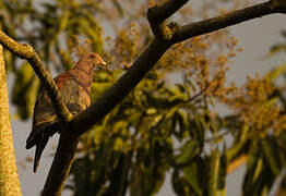 Red-billed Pigeon