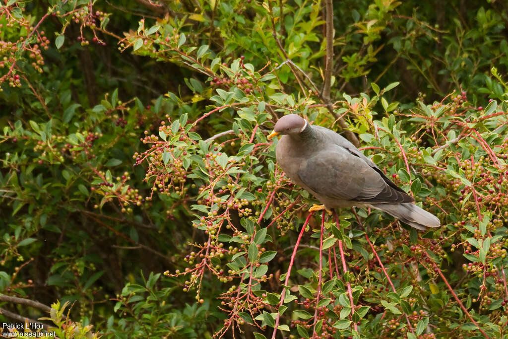 Band-tailed Pigeonadult, pigmentation