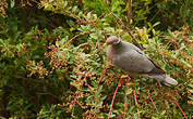 Pigeon à queue barrée