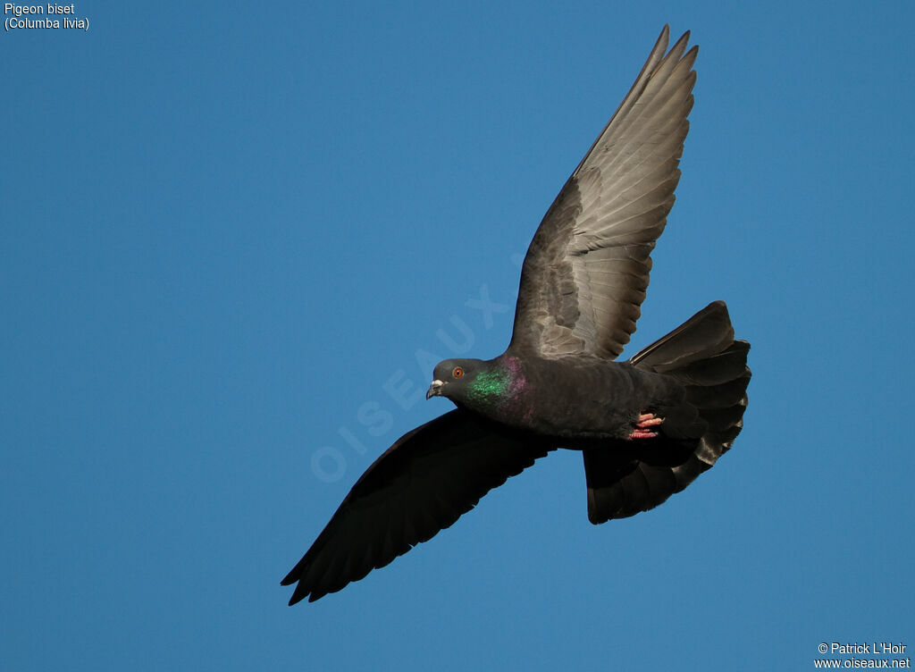 Rock Dove, Flight