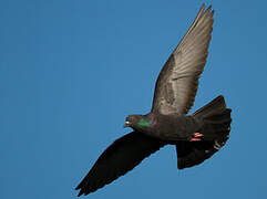 Rock Dove