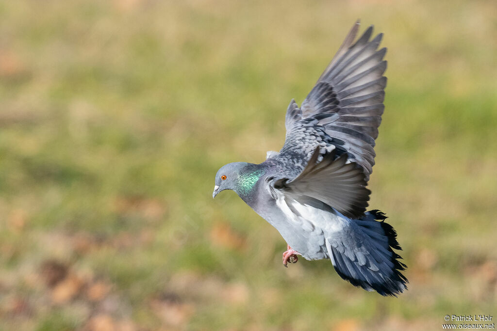 Rock Dove