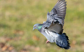 Rock Dove