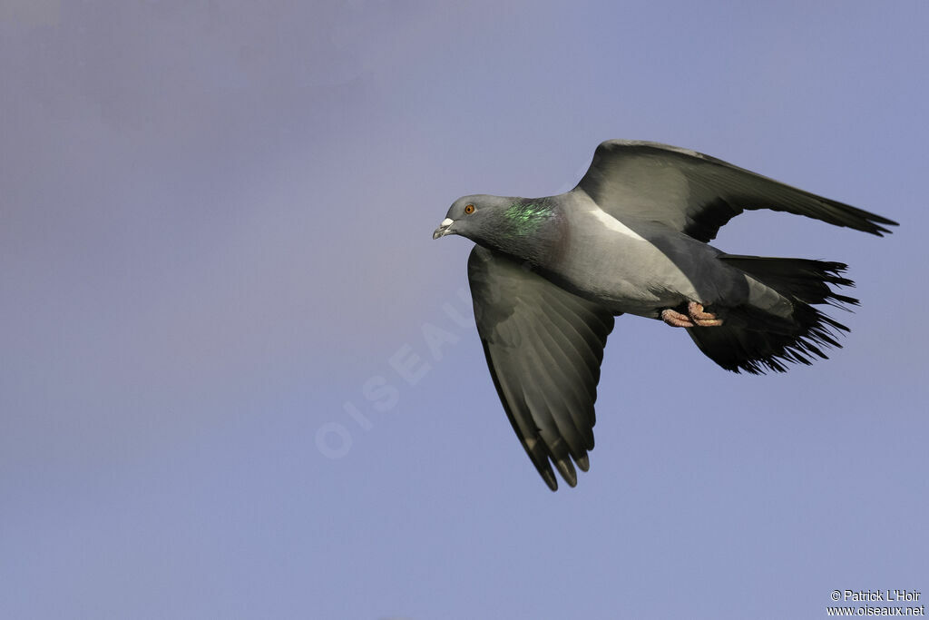 Rock Dove