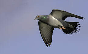 Rock Dove