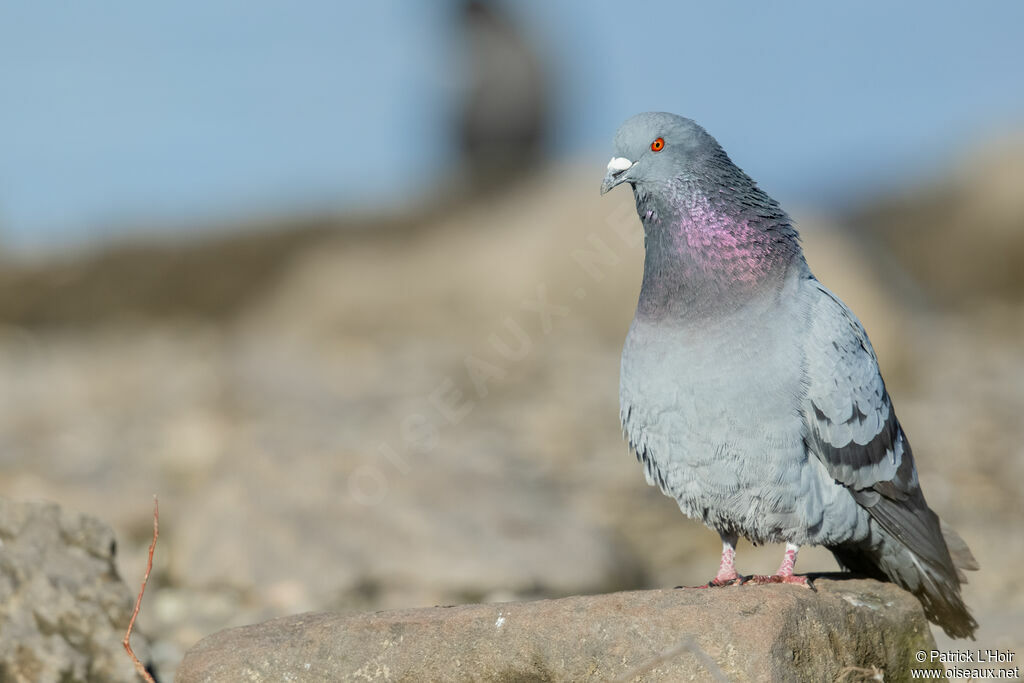 Pigeon biset