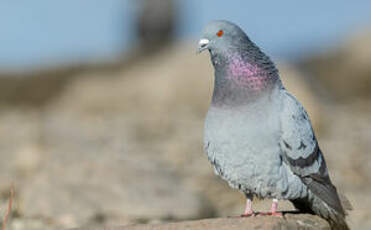 Pigeon biset