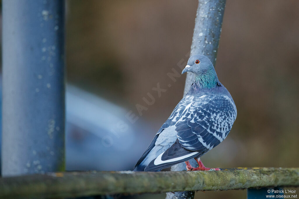 Rock Dove