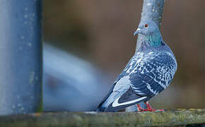 Rock Dove