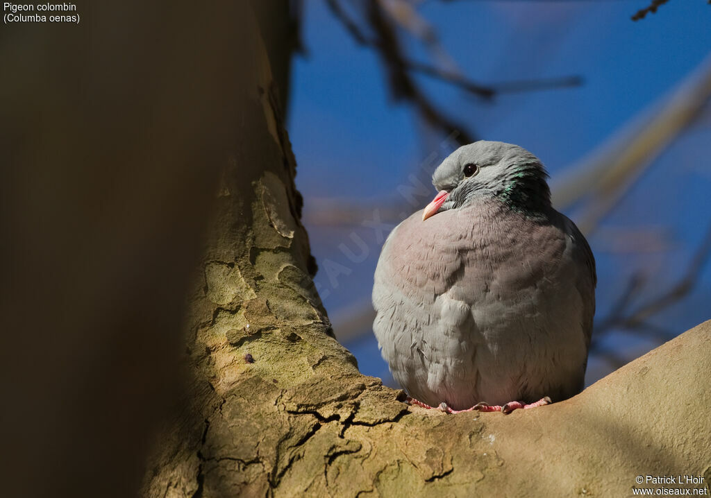 Pigeon colombin