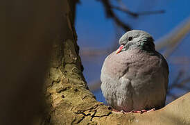 Stock Dove