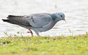 Stock Dove