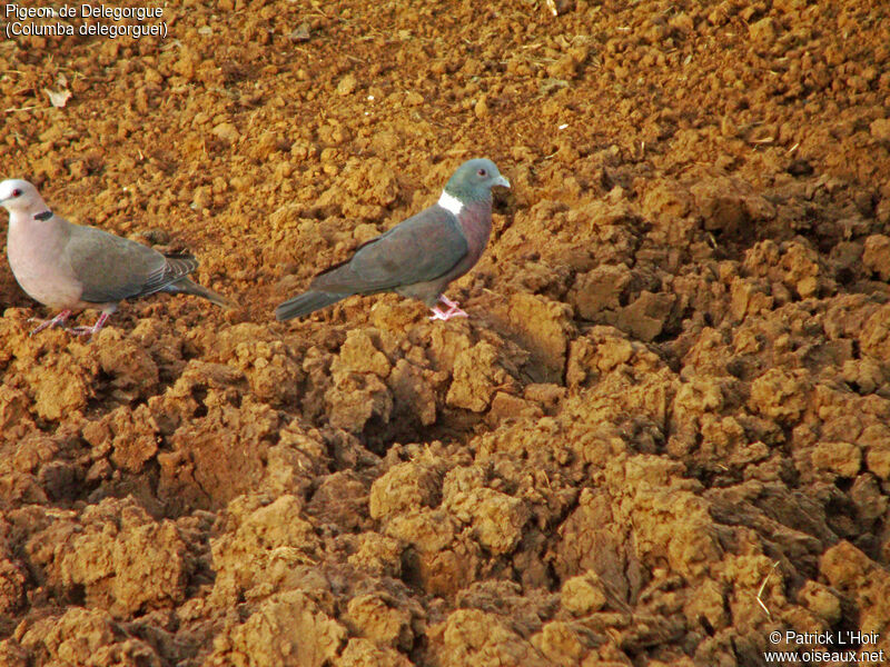 Eastern Bronze-naped Pigeon
