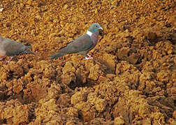 Eastern Bronze-naped Pigeon