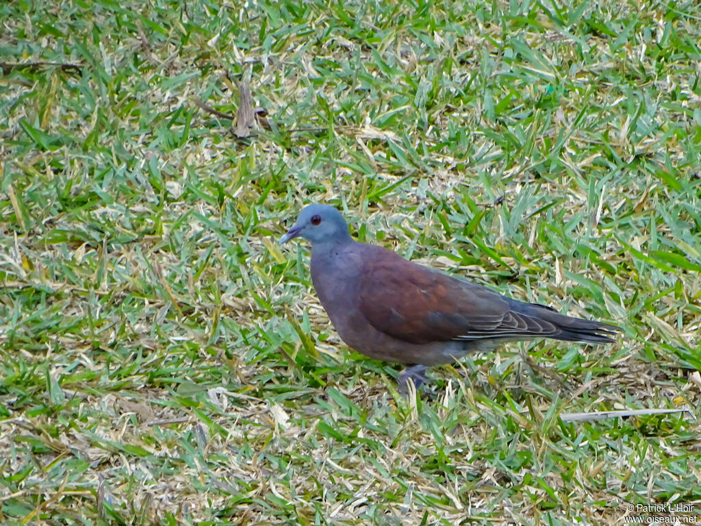 Pigeon de Madagascar