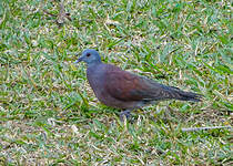 Pigeon de Madagascar