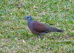 Pigeon de Madagascar