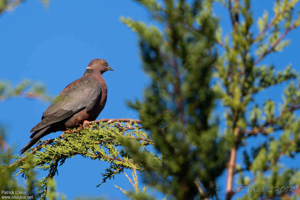 Pigeon du Chili