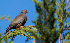 Pigeon du Chili