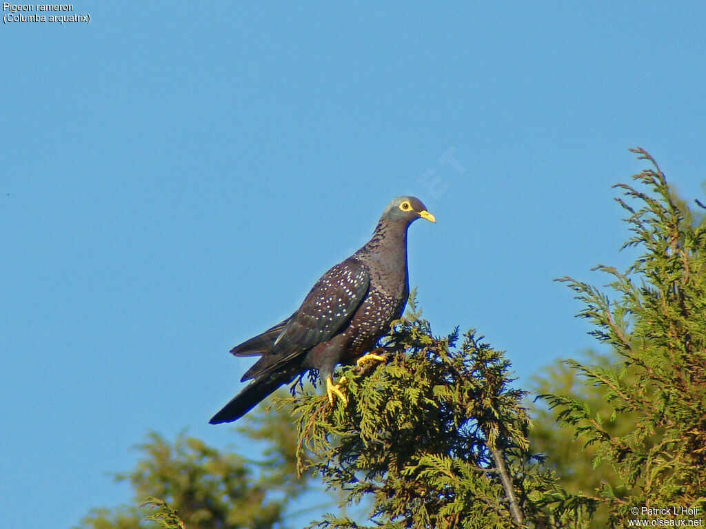 African Olive Pigeon