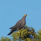 Pigeon rameron