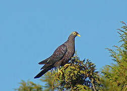 African Olive Pigeon