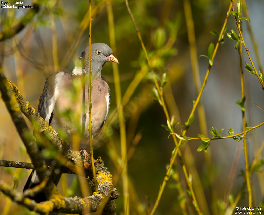 Common Wood Pigeon