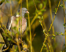 Common Wood Pigeon